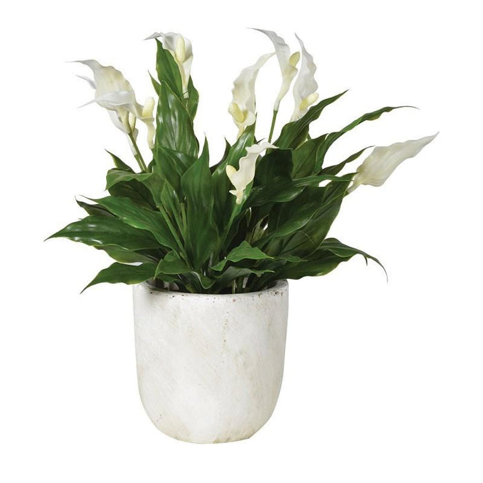 Peace Lily in Pot