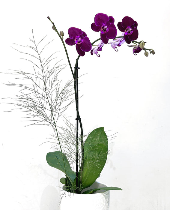 Phalaenpsis Orchid