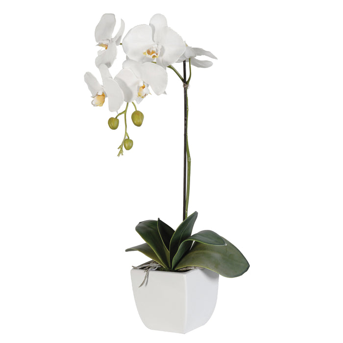White Phalaenpsis Orchid