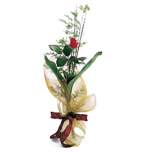 Wrapped Single Stem Roses Single Rose gift wrapped — Maten Floral Design